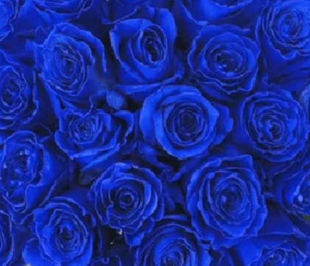 blue-roses1