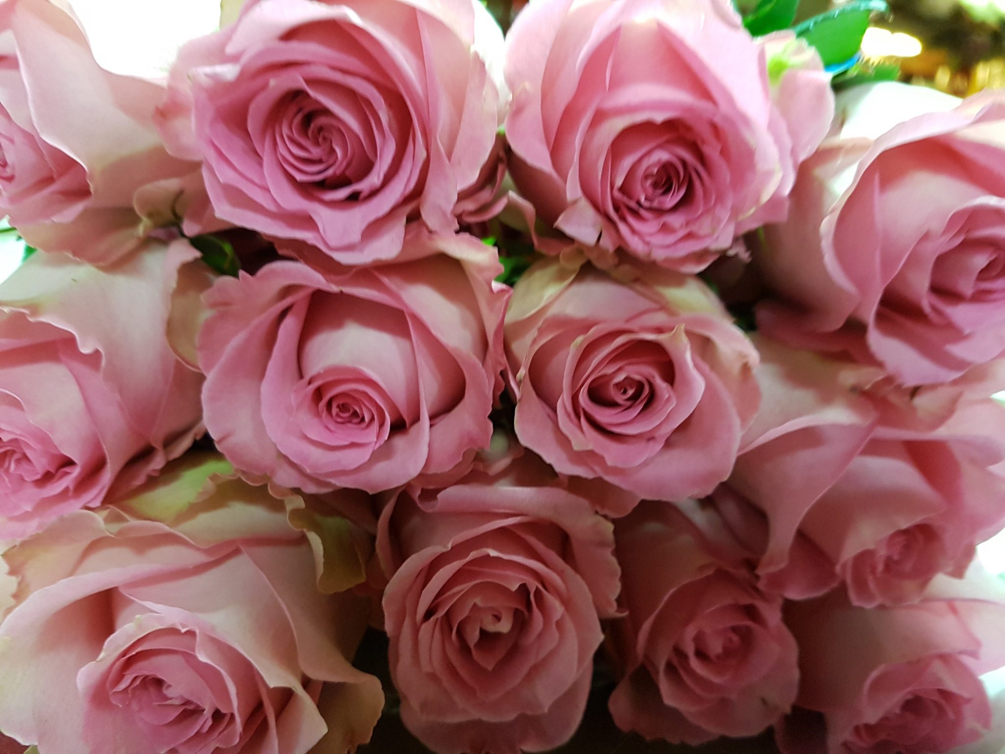 Bulk Light Pink Roses 1